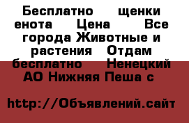 Бесплатно !!! щенки енота!! › Цена ­ 1 - Все города Животные и растения » Отдам бесплатно   . Ненецкий АО,Нижняя Пеша с.